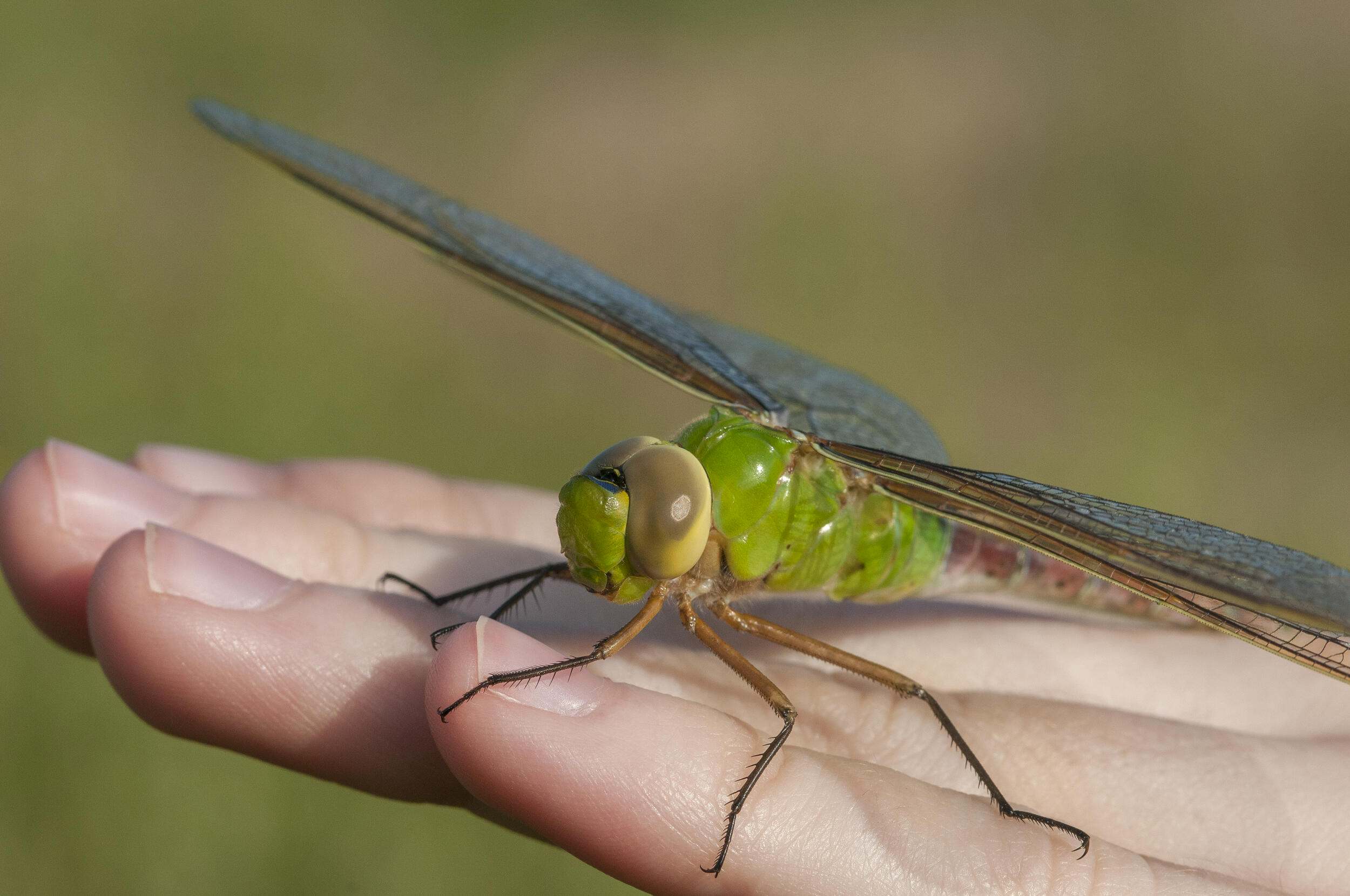 Large insect with a green body and large eyes perched on a person's hand