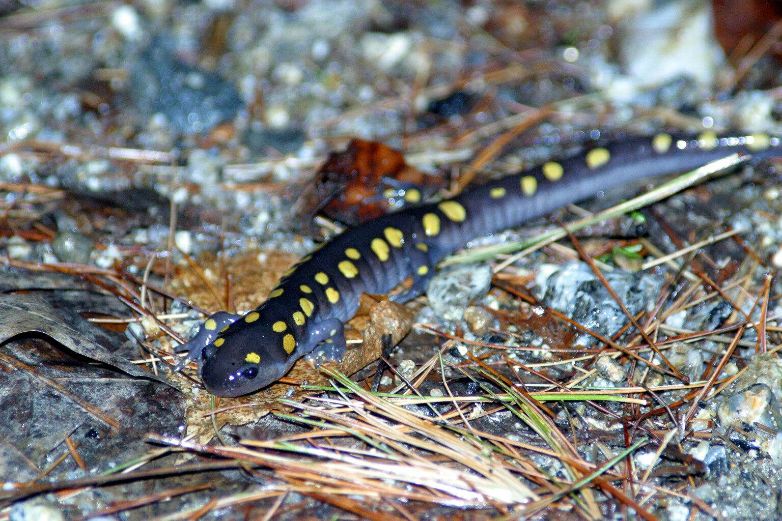 Small black amphibian with yellow spots, thick body and large black eyes crawling over dead leaves.