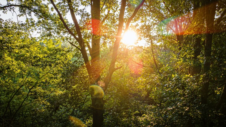 A view of tree trunks with light streaming through them.