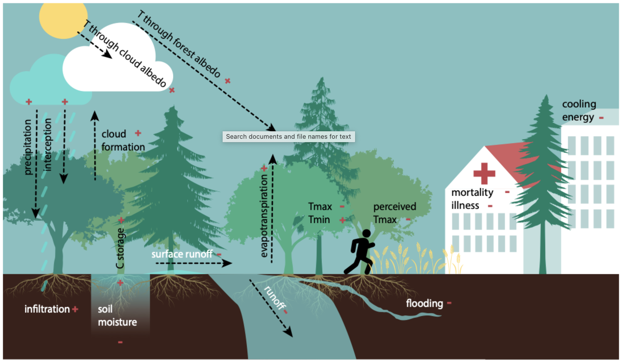 Forest Absorption For Climate Adaptation, Forests Offer More Than Carbon Storage - Cool ...