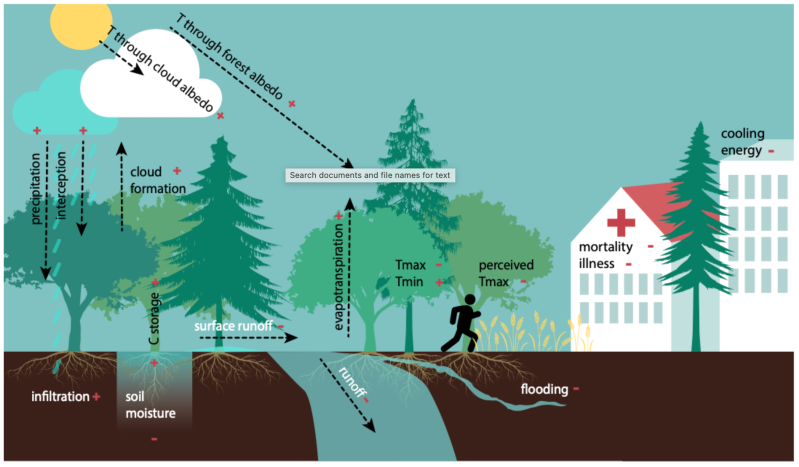 A graphic demonstrating the cooling power of forests. 