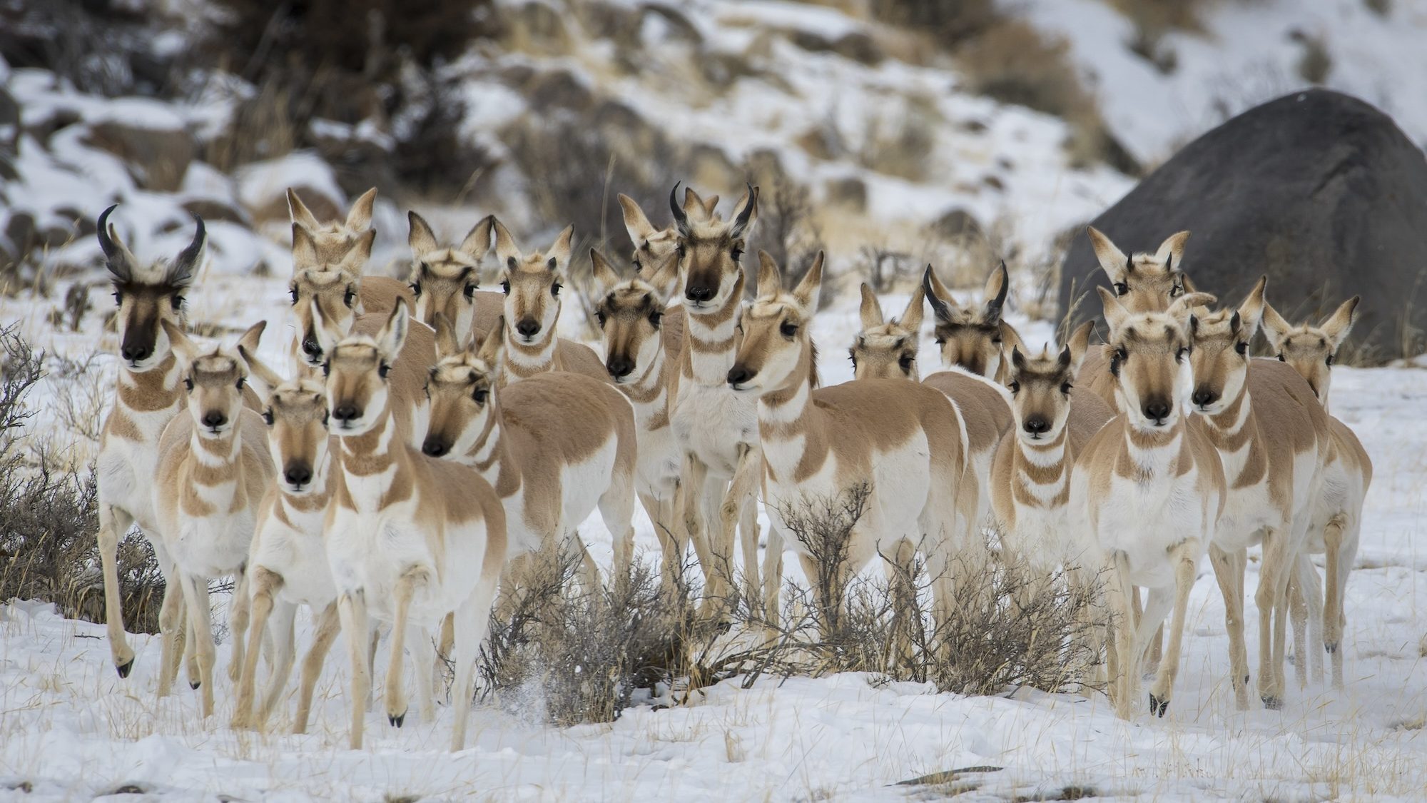 A group of pronghorn standing together in the snow
