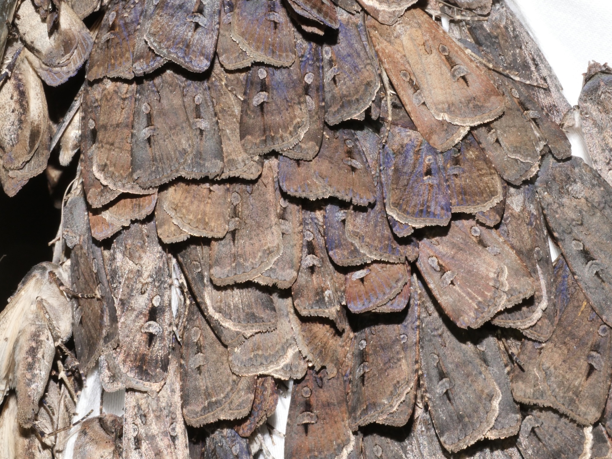Brown moths piled on top of one another in a cave.