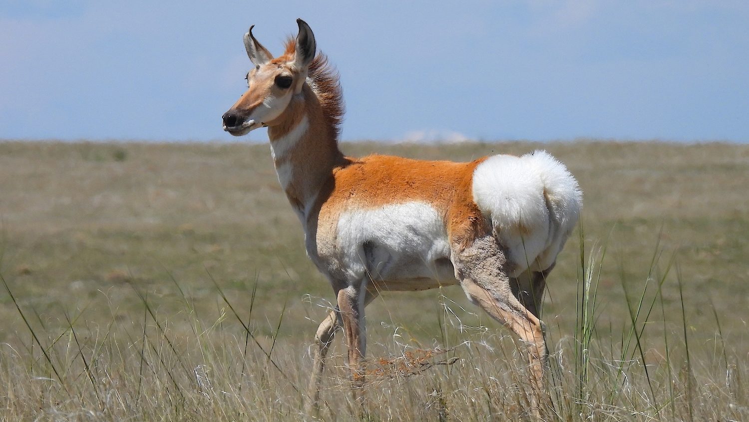 A pronghorn in knee-high grass. This individual lacks antlers.