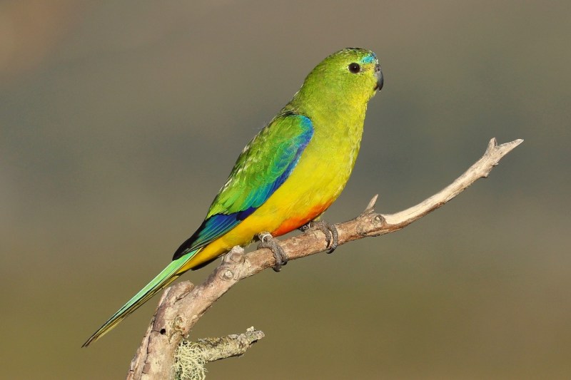 Migration Parrot 8 of the World's Little-Known Wildlife Migrations - Cool Green Science