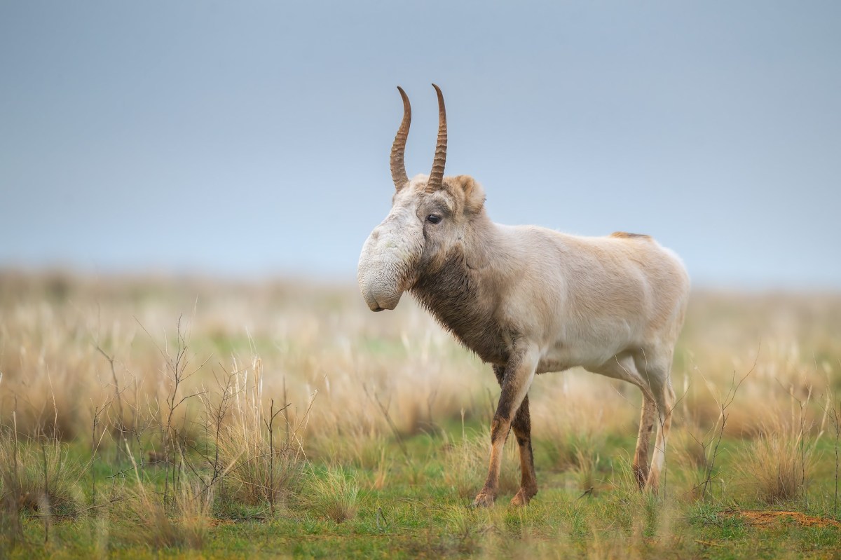 A saiga antelope with horns and a large nose walking through grass.