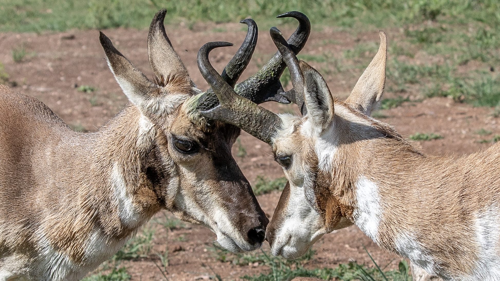 Close up of two pronghorn with locked horns