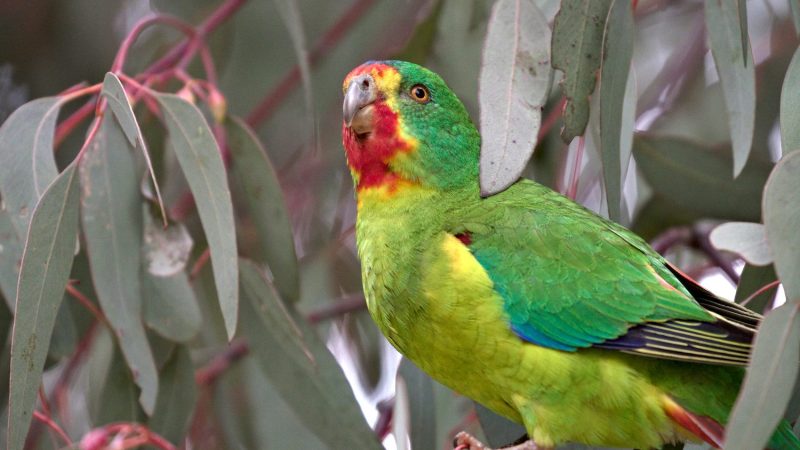 close up of green and red parrot