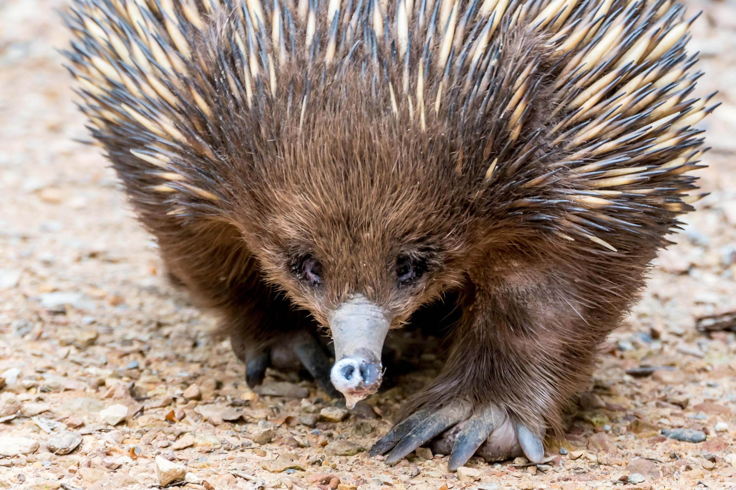 View of a small animal with a short snout, black eyes, brown fur and bristling with spikes.