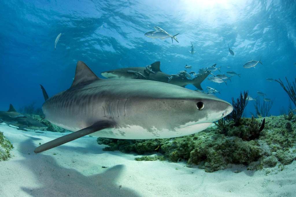 View of a tiger shark--very large fish--from the side showing white belly, gray back, one black eye and dorsal fin. Swimming over a white sand bottom.