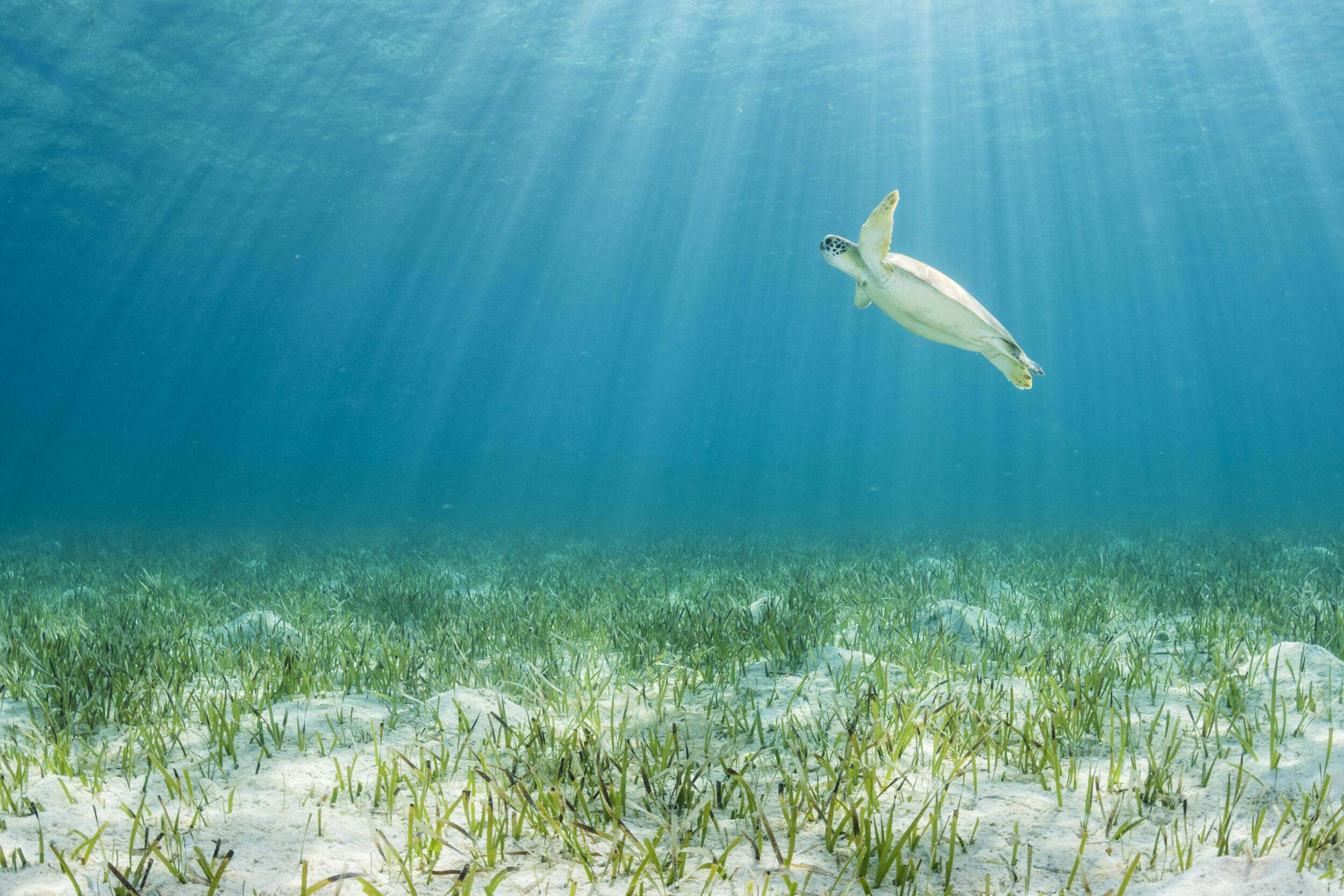 Sea turtle swimming underwater with sunlight shining through the water, illuminating white sand and seagrass meadows.