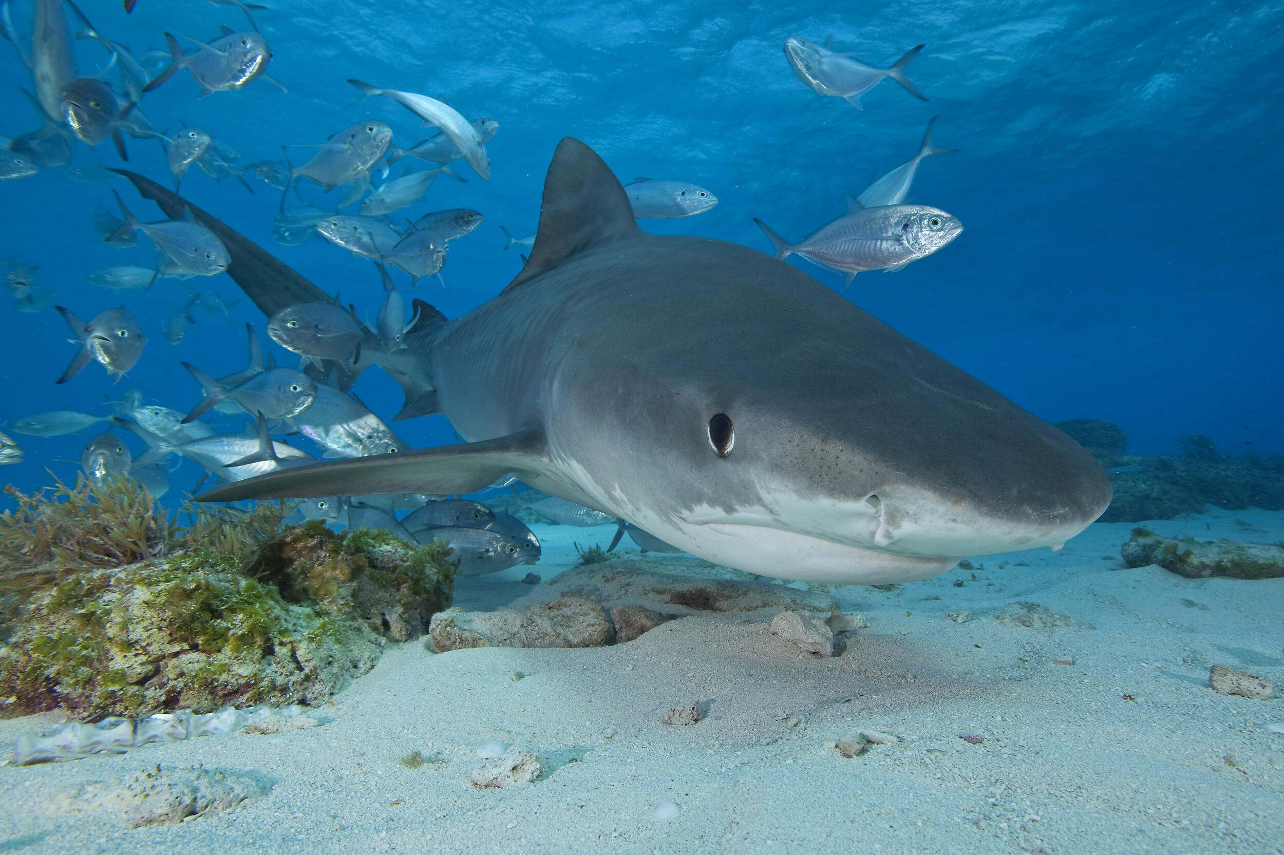 Close up of view of tiger shark showing snout, white bottom, dorsal fin and gray back.