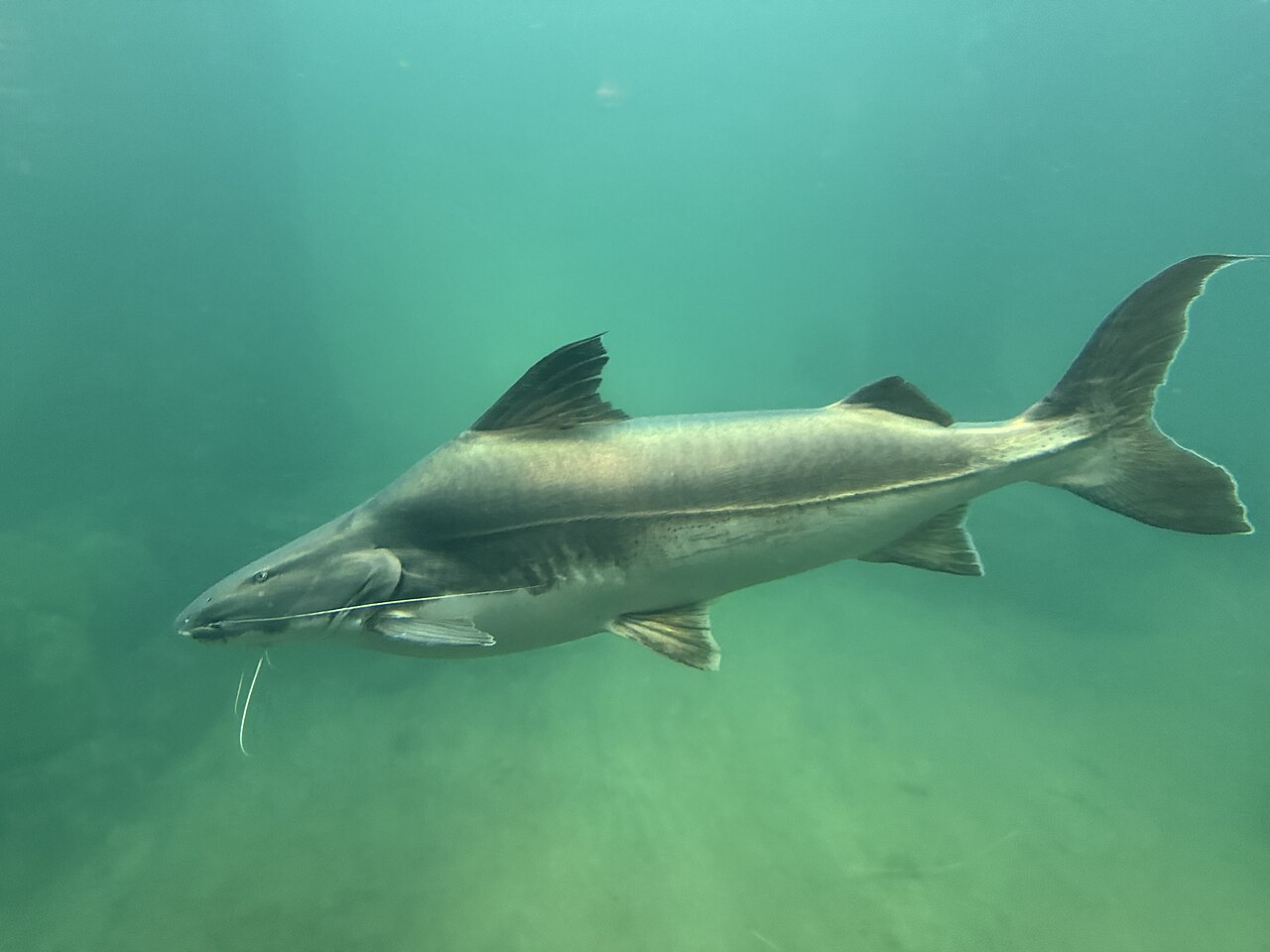 A large grey catfish swimming against a green and blue backdrop.