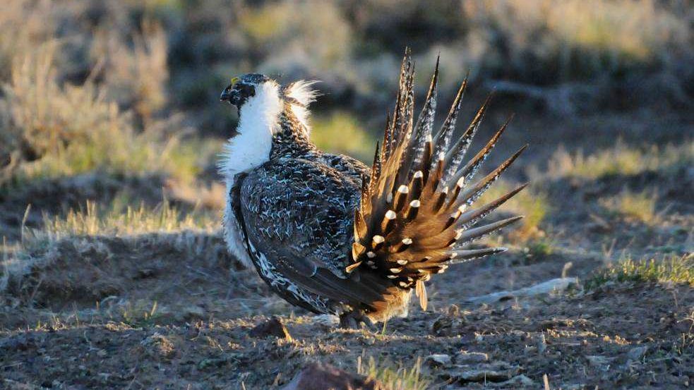A male sage grouse