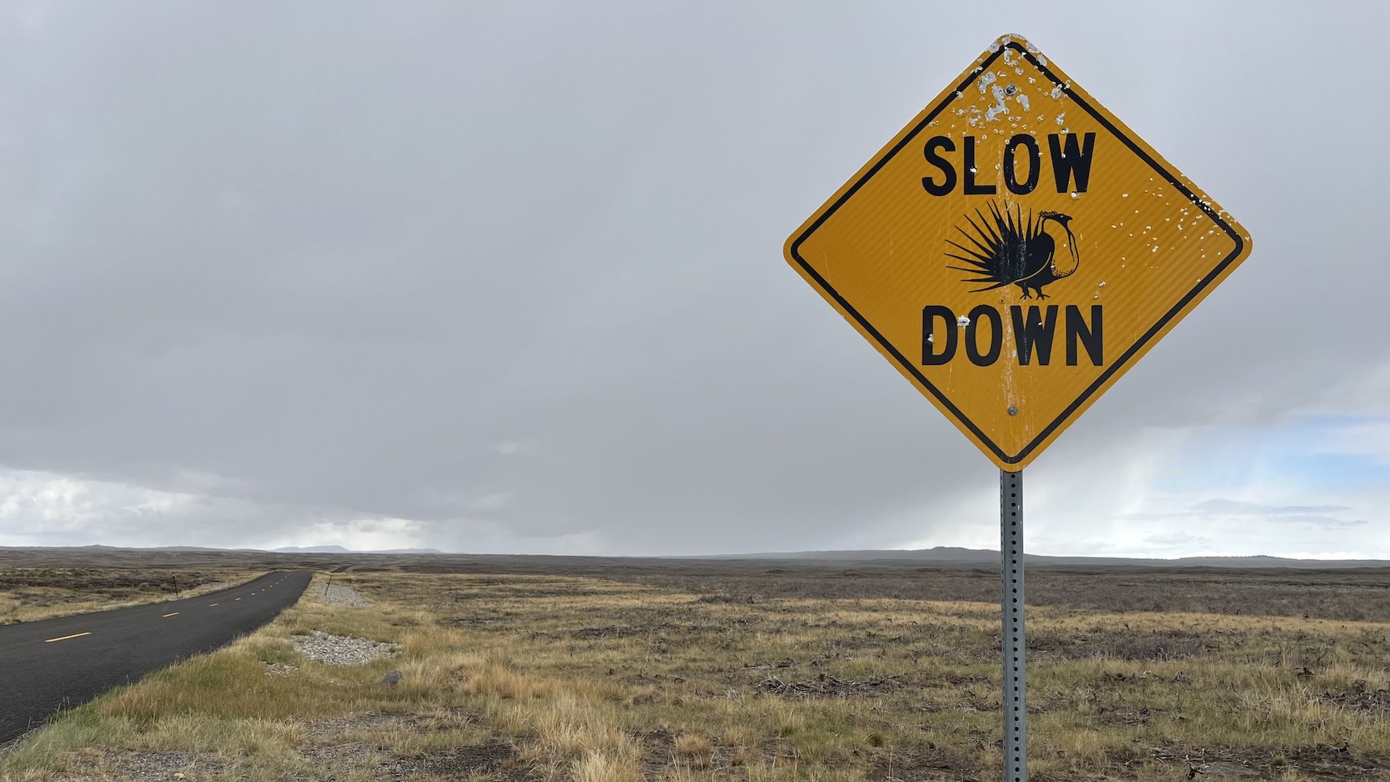 A sign asking drivers to slow down for sage grouse. 