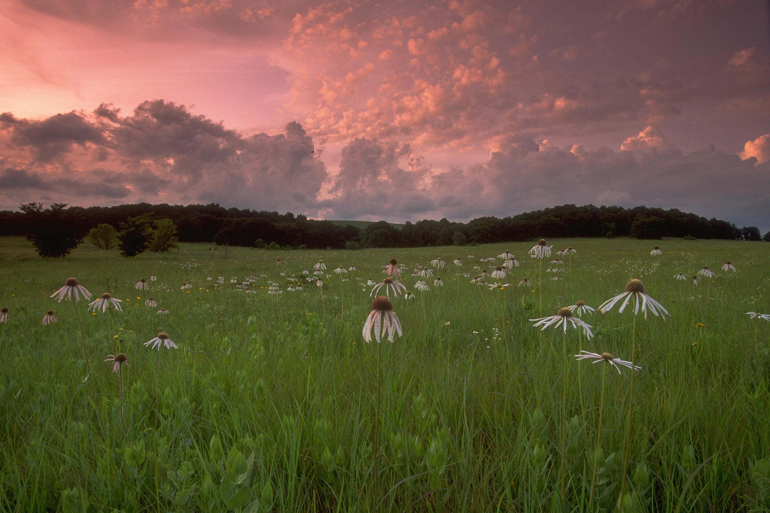 wide view of a sunset over a green grassland with many pink blooming coneflowers
