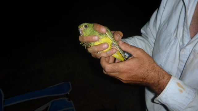 Steve Murphy holds the first Night Parrot caught in the last century. Photo © Steve Murphy