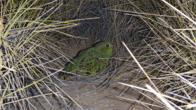 The Night Parrot hiding amid spinifex grass. Photo © Steve Murphy
