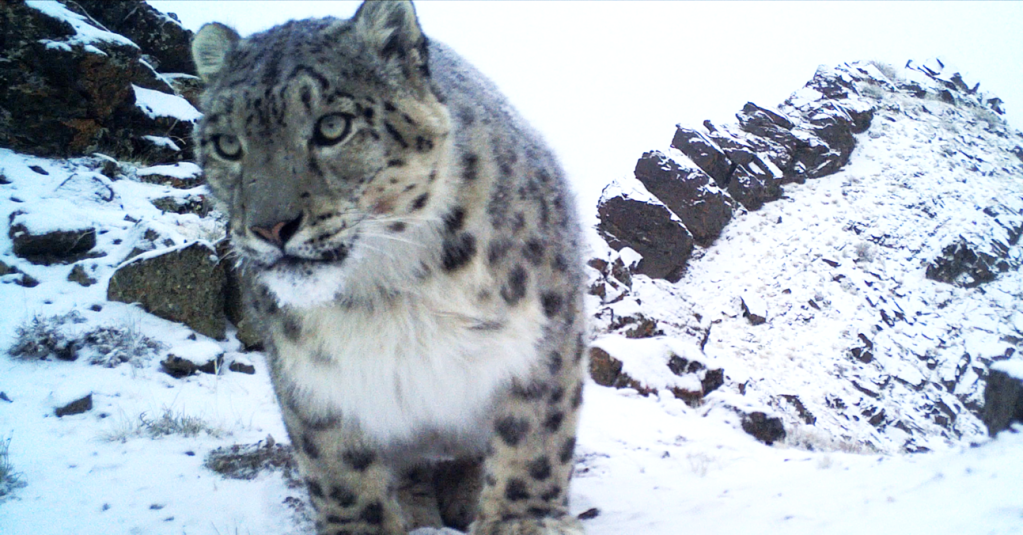 A close up of a snow leopard looking at the camera.