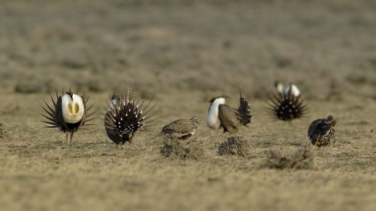 sage grouse gathered together