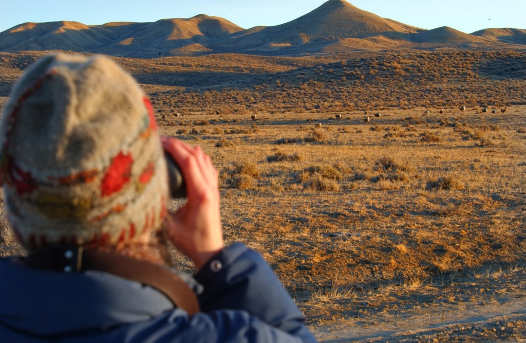 A person, viewed from behind, watching sage grouse through binoculars