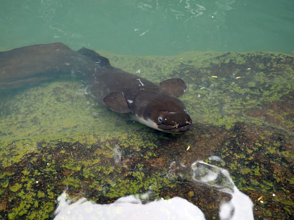 An eel swimming on the rocky bed of a steam.