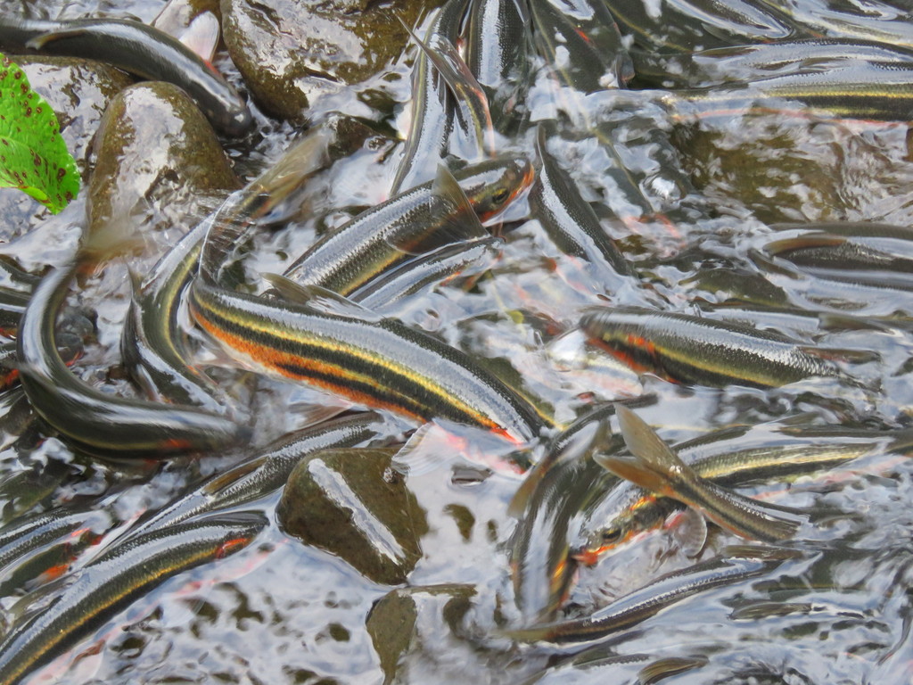 a close up of a mass of fish on the surface