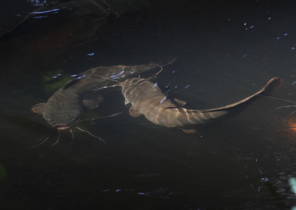 two large catfish circling one another in dark water