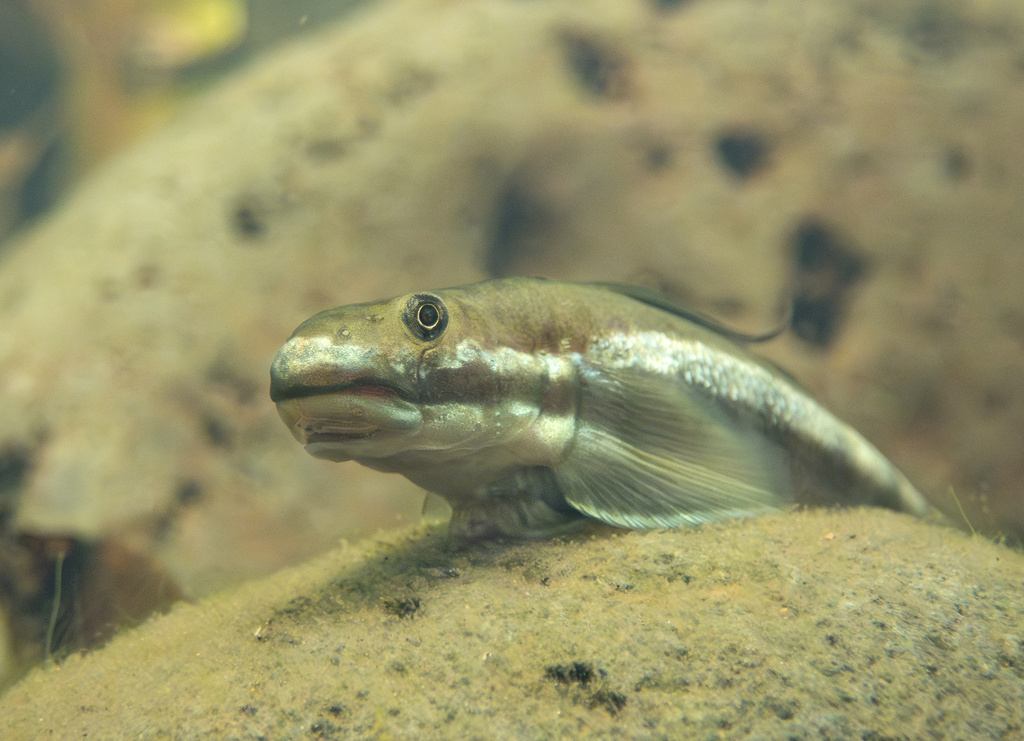 A fish peering over a rock