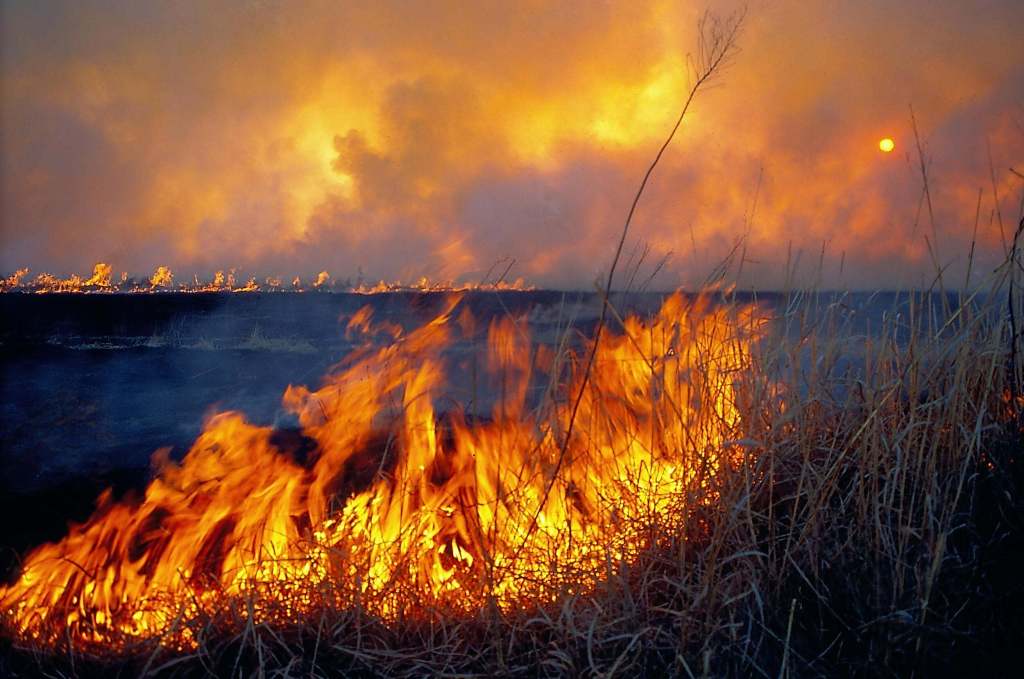 flames and smoke in a grassland