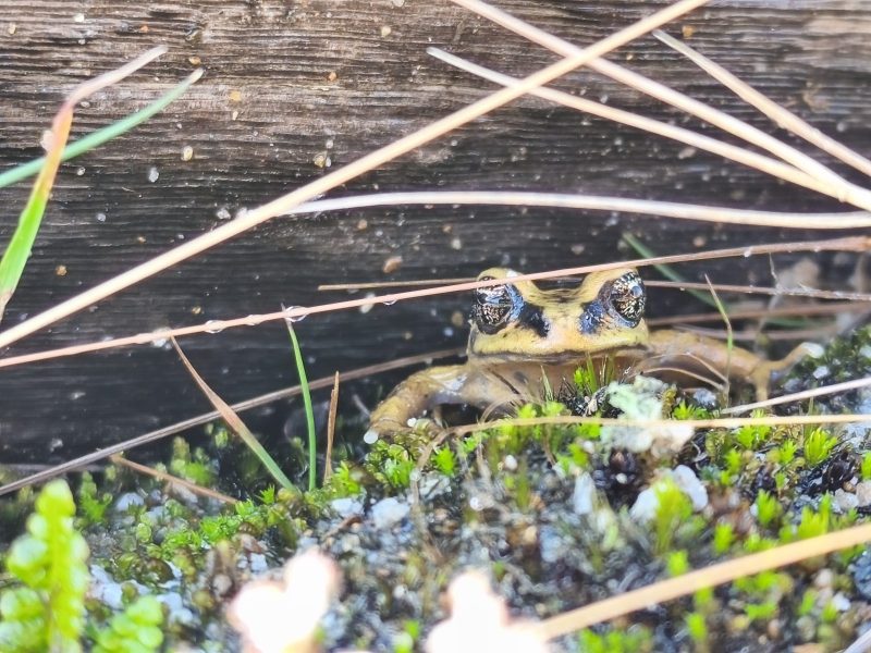 Small amphibian with large eyes peering out from under a brown log.