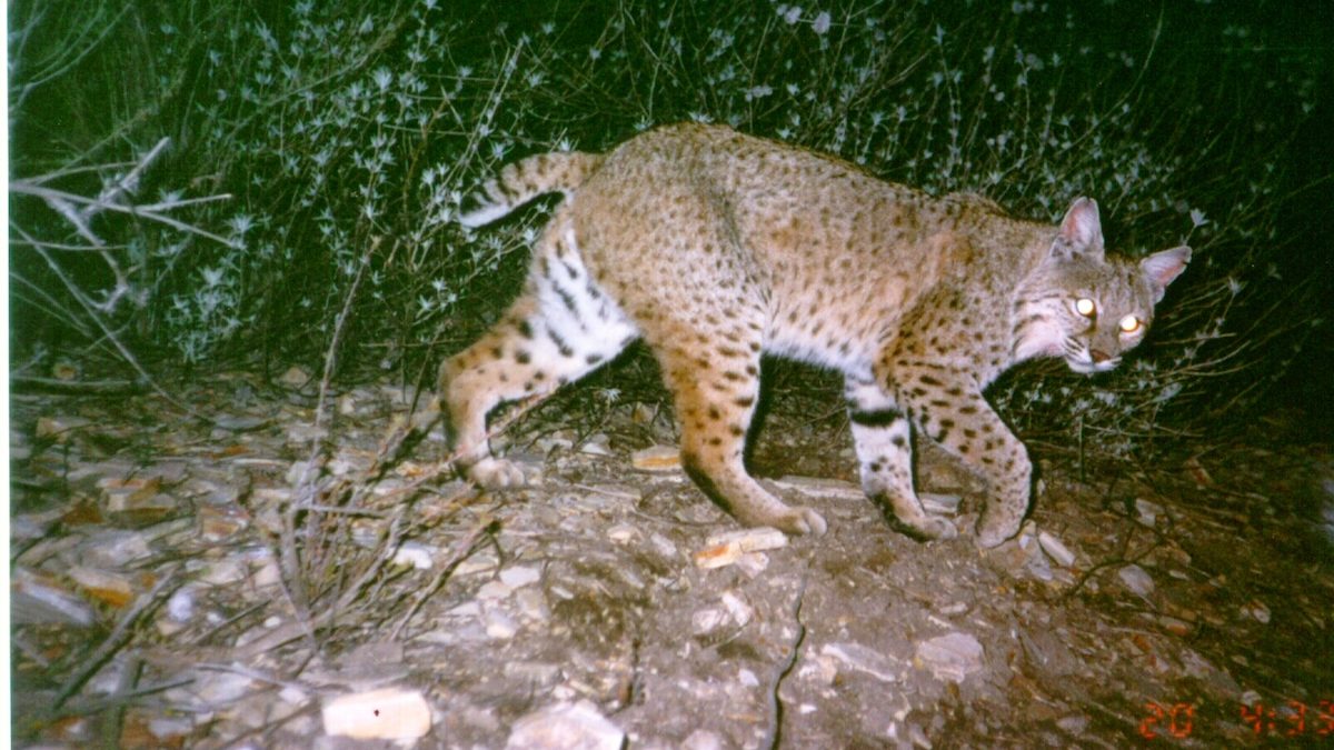 A bobcat illuminated by a spotlight.