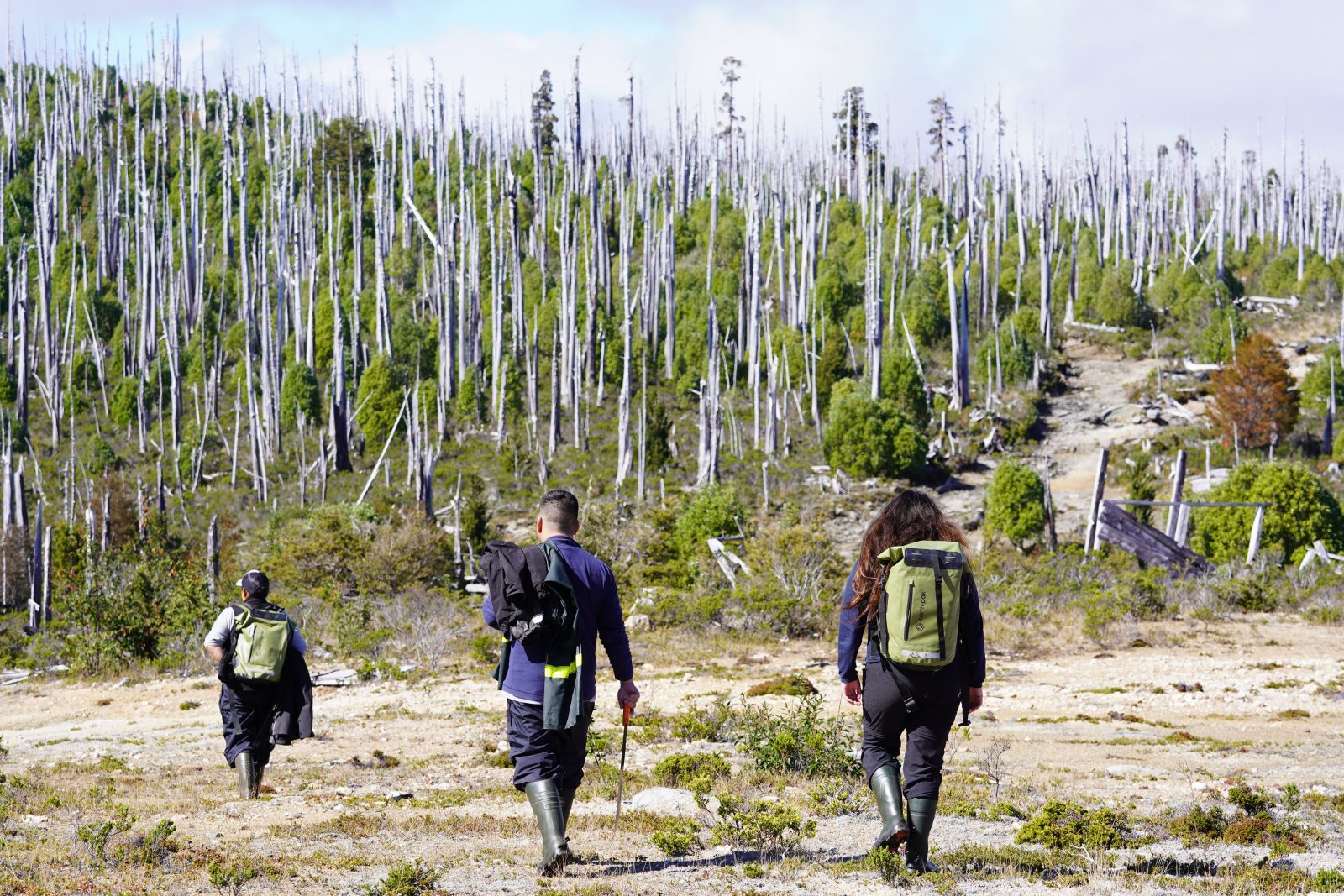 Three people walk towards a forest that shows new forest growing around dead tree trunks. 