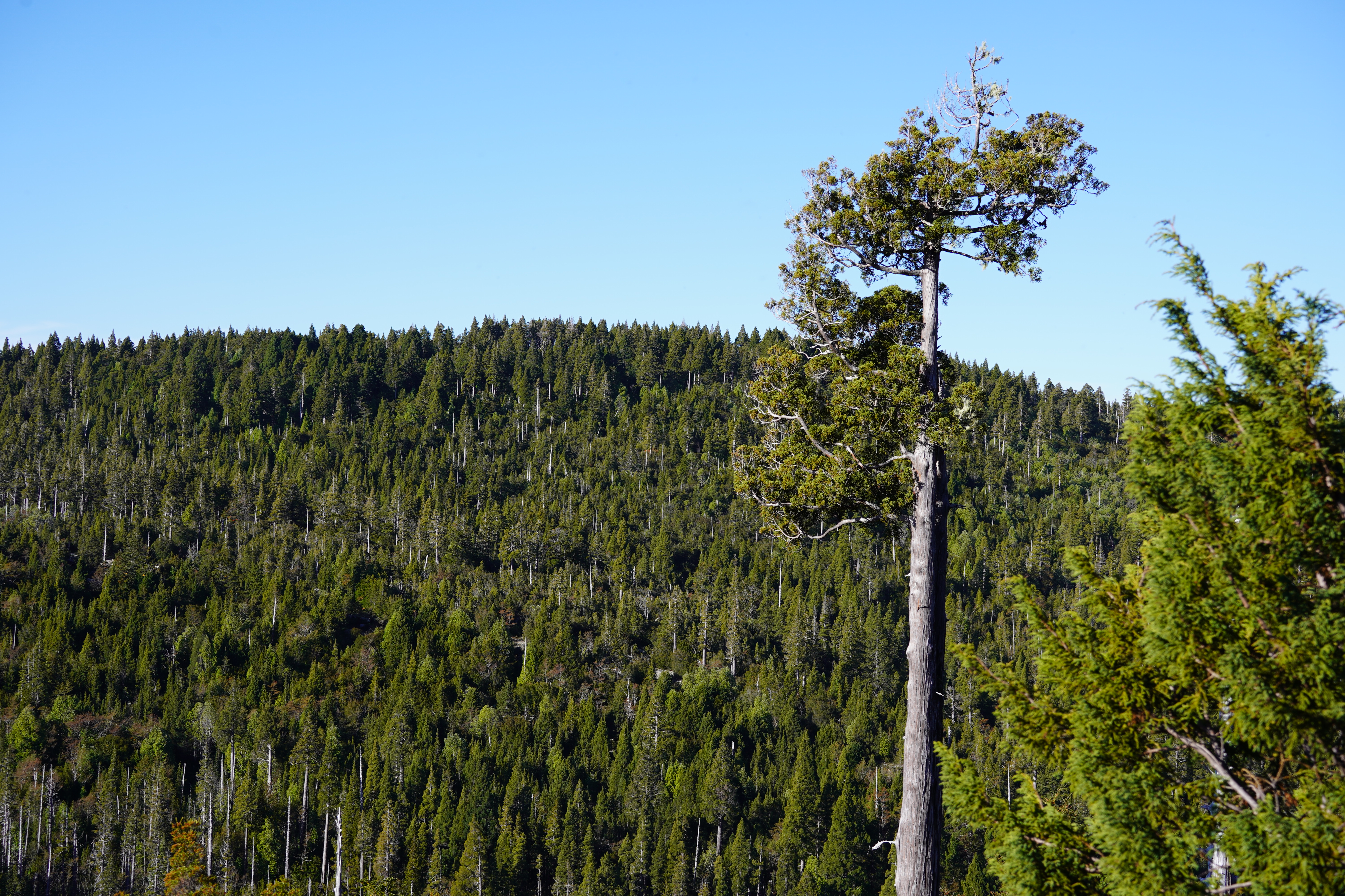 view of a regrowing forest--wide blue sky, dark breen trees with some burned trunks showing through the new growth. 