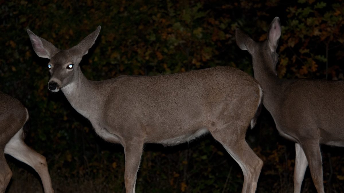 A white-tailed deer at night with glowing eyeshine