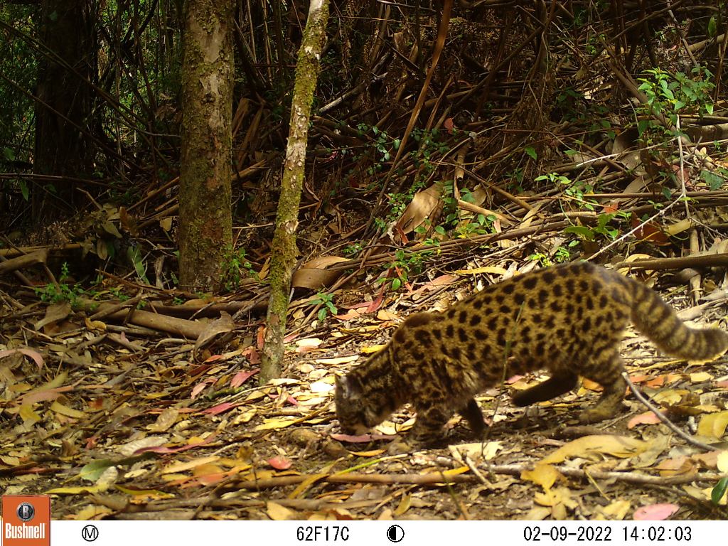 Small wild cat with tan and black spotted fur and a bushy striped tail