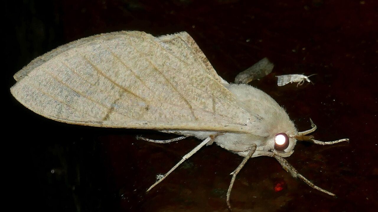 A moth with glowing white eyes.