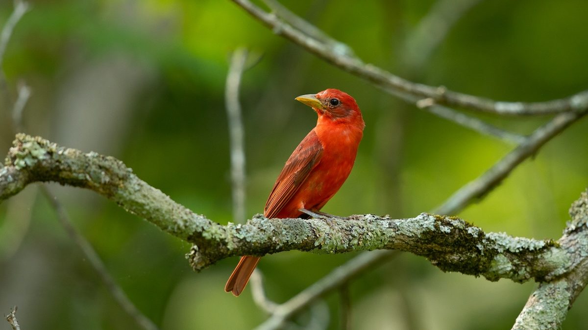 A small red bird perched on a branch.