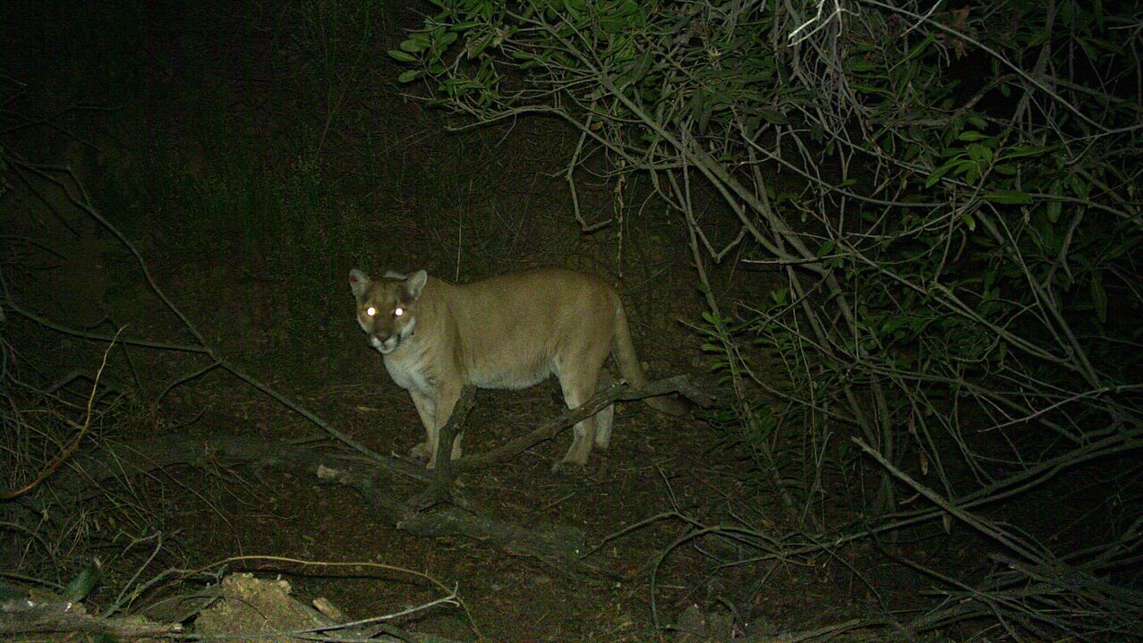 A cougar at night with glowing eyes.
