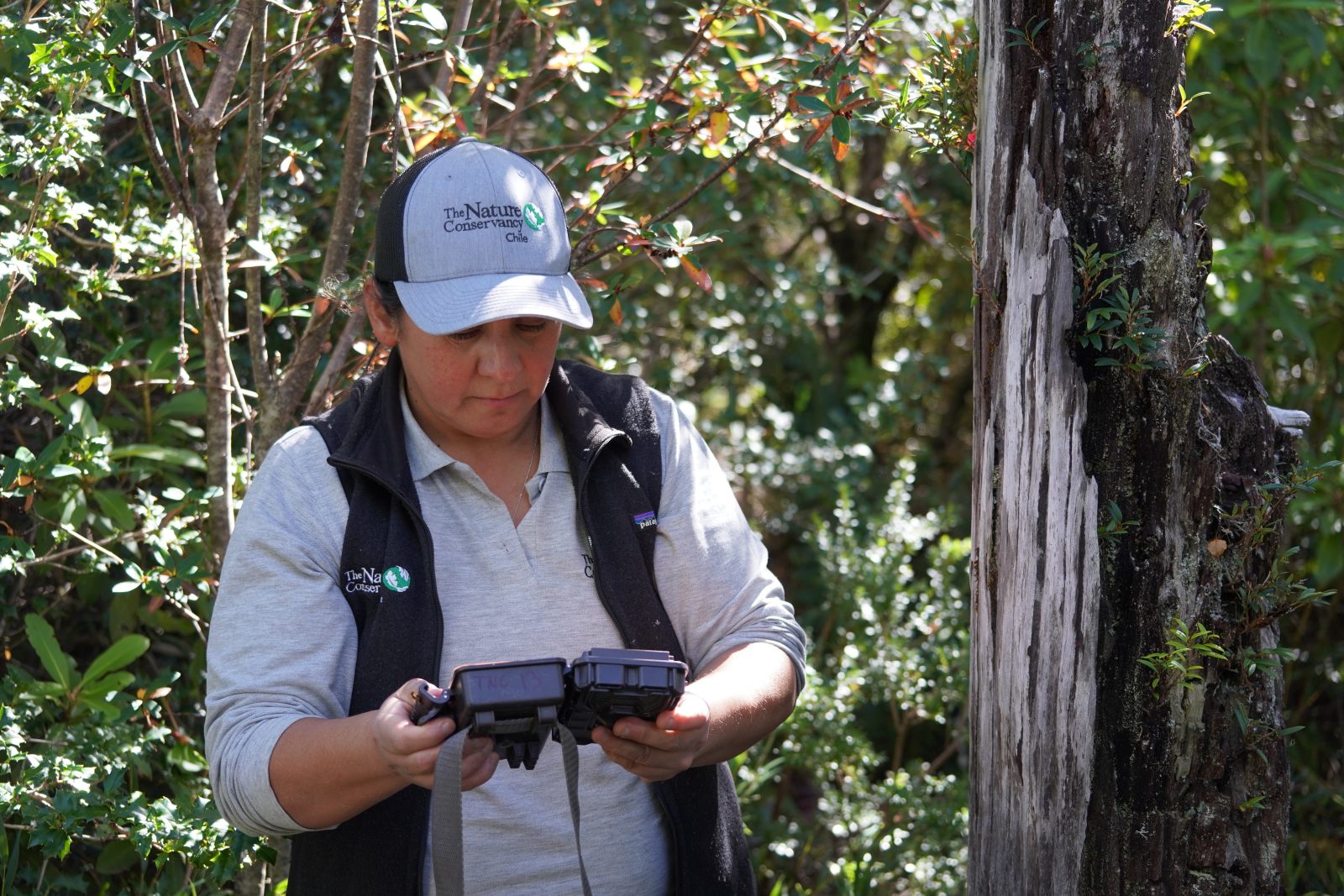 Woman in a forest looks at a small brown casing the houses a field camera.