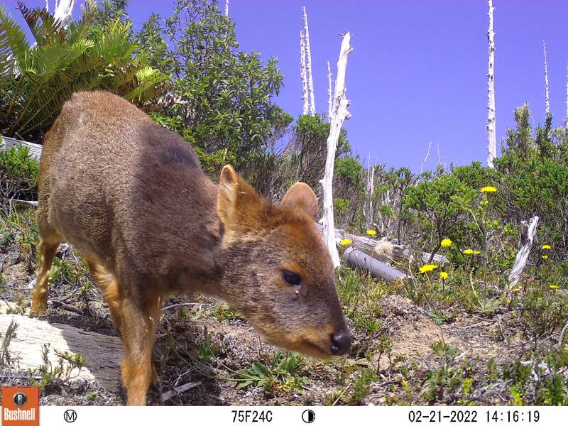 close up of small brown deer walking down a shrubby hill beneath a bright blue sky