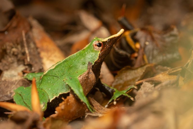 close up of a small green and brown frog with a very pointy nose that makes it look a little like a leaf