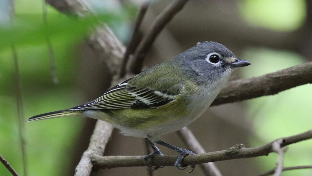 A small olive and dust-blue colored bird.