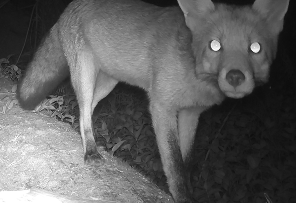 A red fox sniffing a camera with glowing eyes.