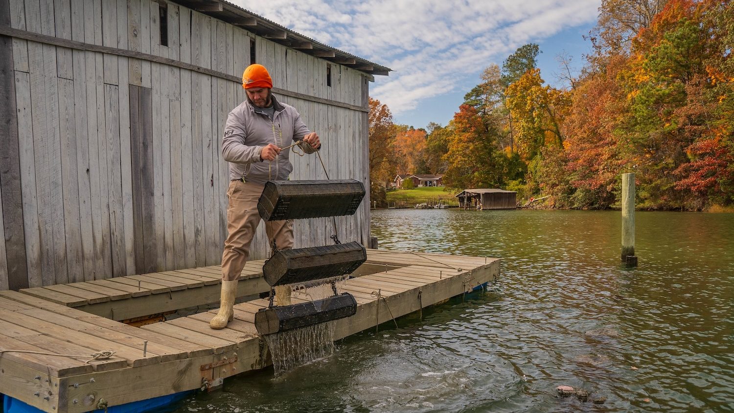 A man pulling oysters out of the water with a wooden shed behind him.