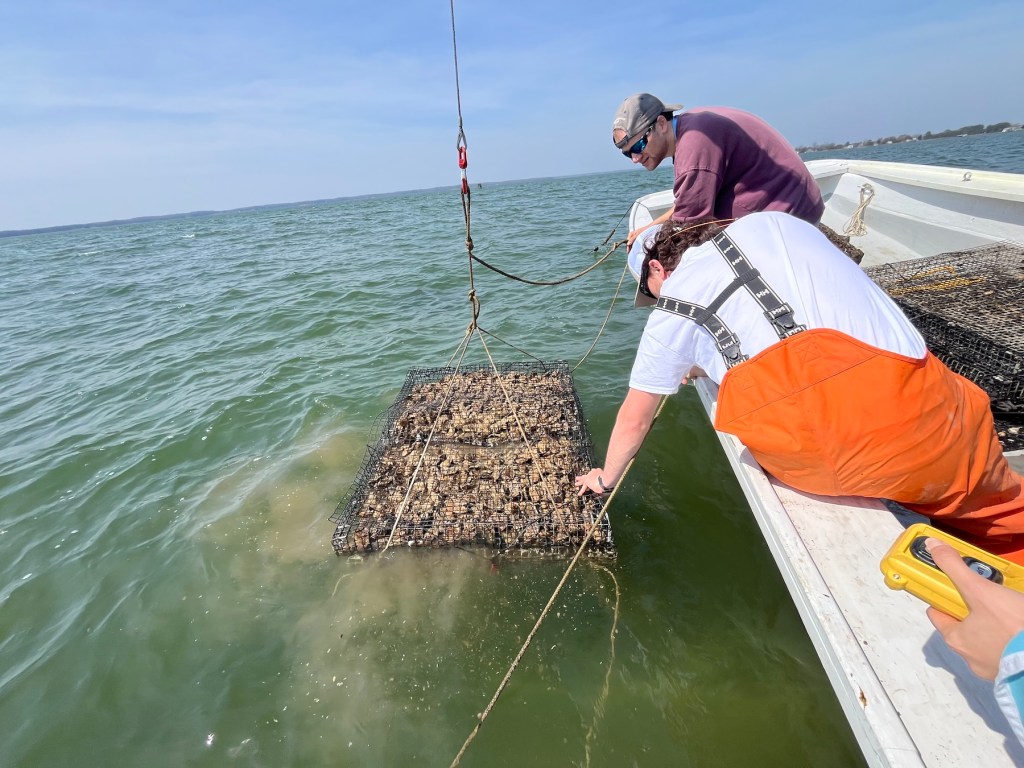 Two people bending over the side of a boat to look at a tray of oysters.