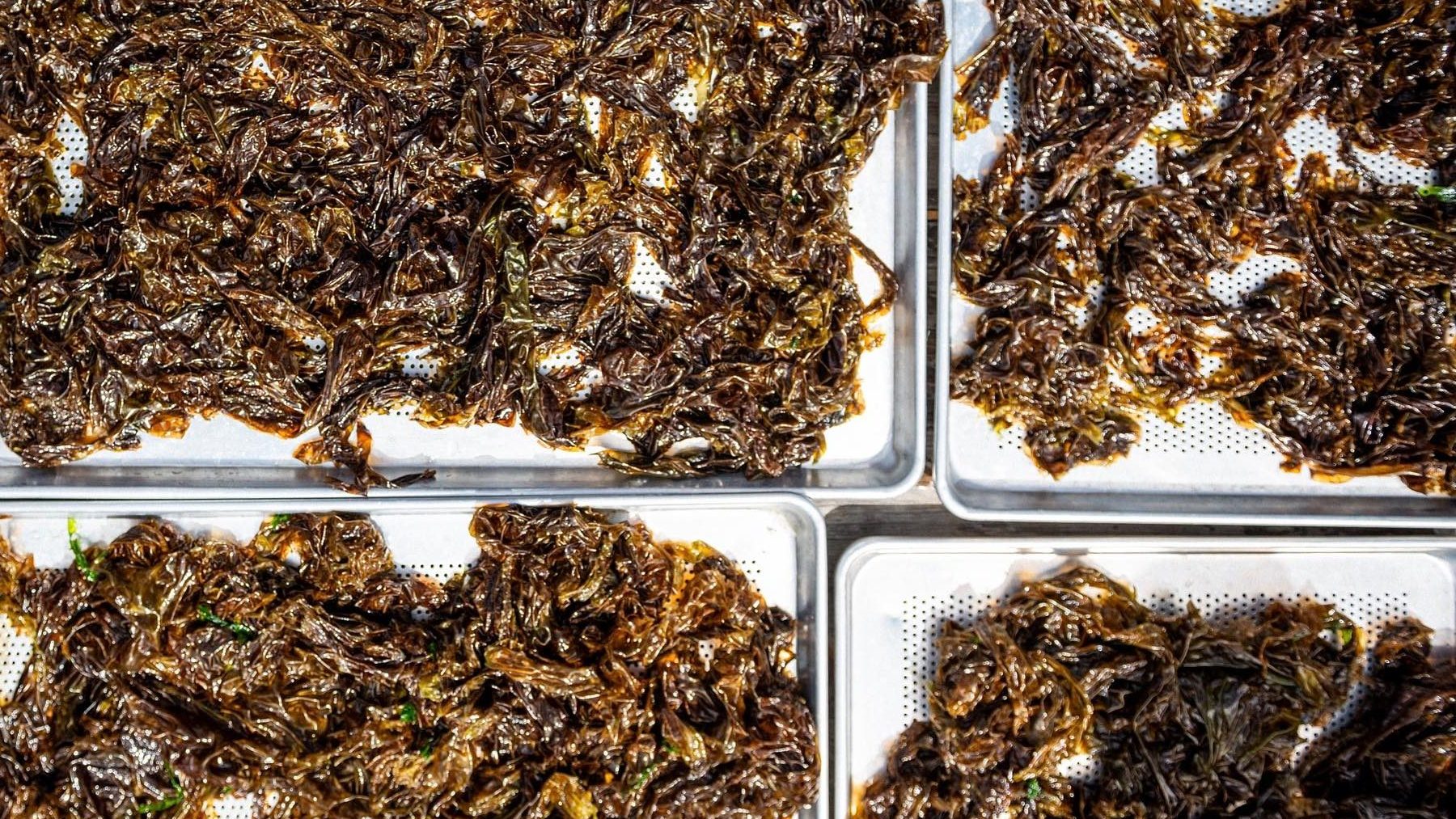 Seaweed drying on trays