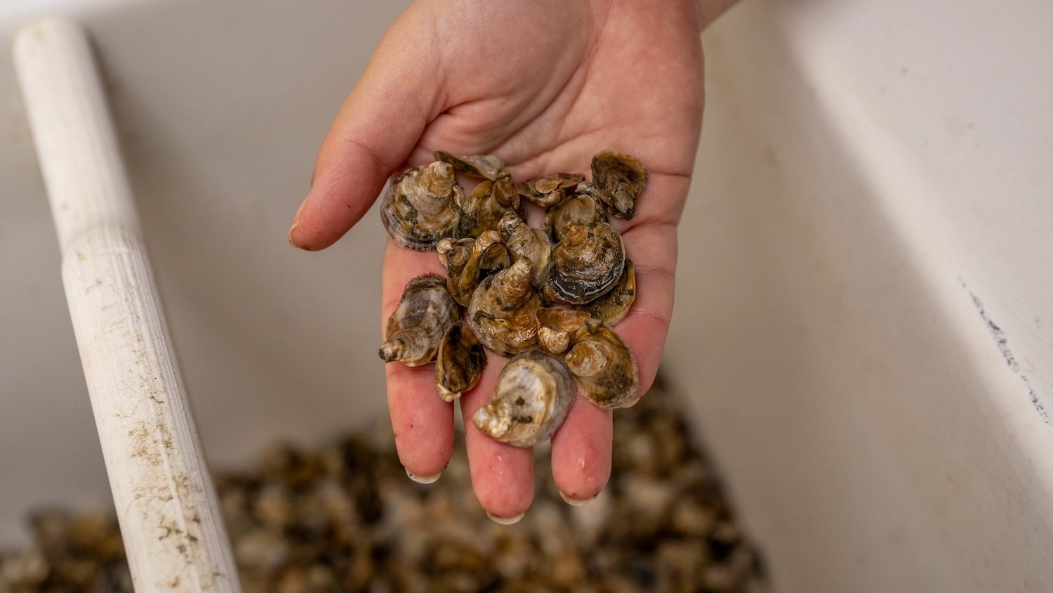A hand holding small oyster shells.