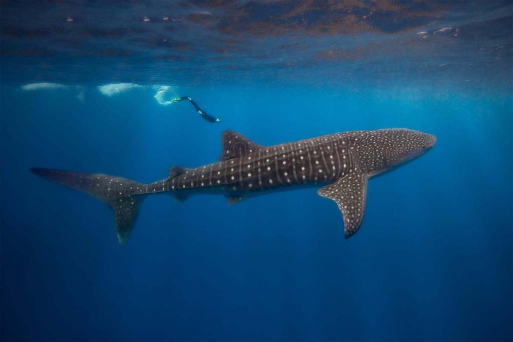 giant whale shark shown in underwater photography with human diver in the frame to show scale