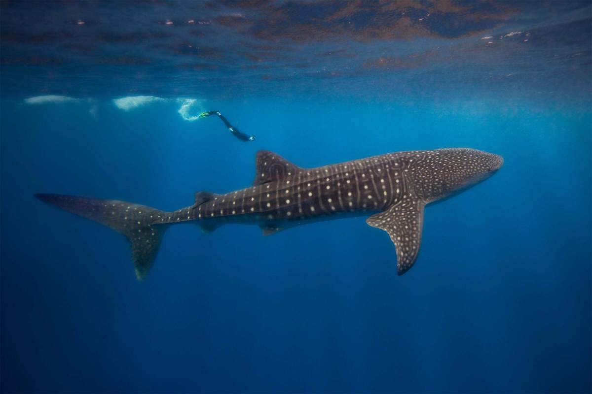 giant whale shark shown in underwater photography with human diver in the frame to show scale